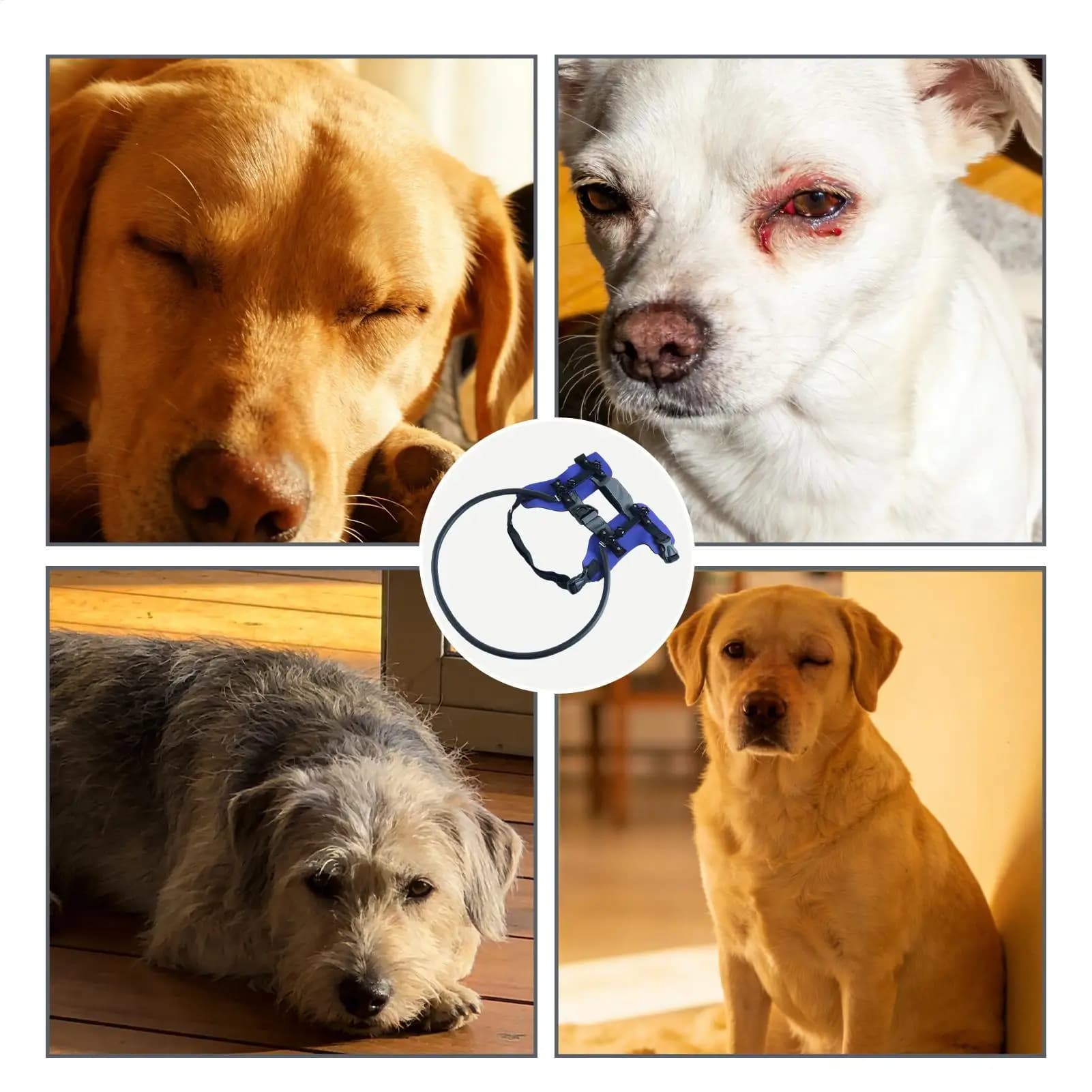 Collare per Cani Ciechi e Gatti Ipovedenti con Strisce Riflettenti, Collare Regolabile per Navigazione e Viaggi