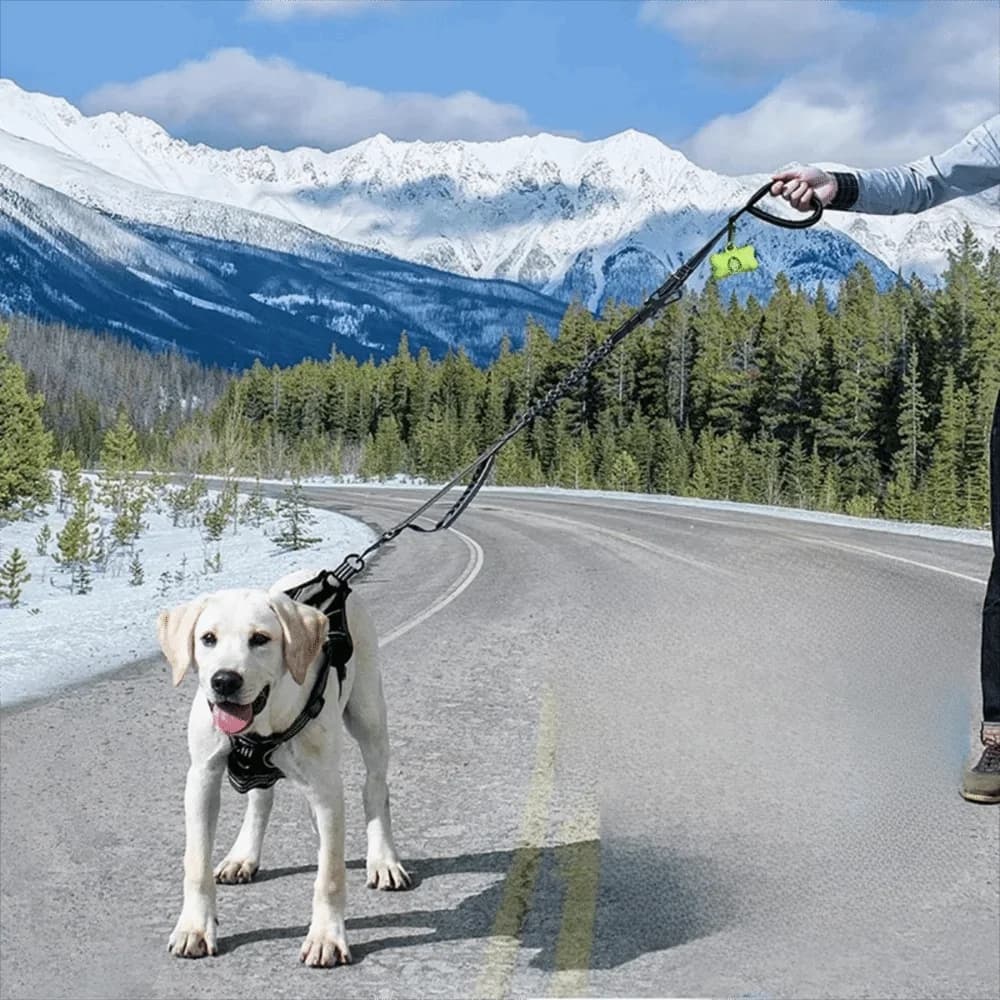 Guinzaglio per Cani Riflettente Antiurto con Fibbia di Sicurezza per Auto, Corda Elastica Ammortizzante per Passeggiate