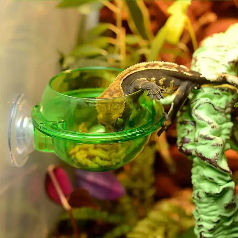 Ciotola per Rettili Trasparente Anti-fuga, Contenitore per Cibo di Insetti e Vermi, Ciotola per Acqua per Piccoli Animali come Lucertole, Gechi, Camaleonti