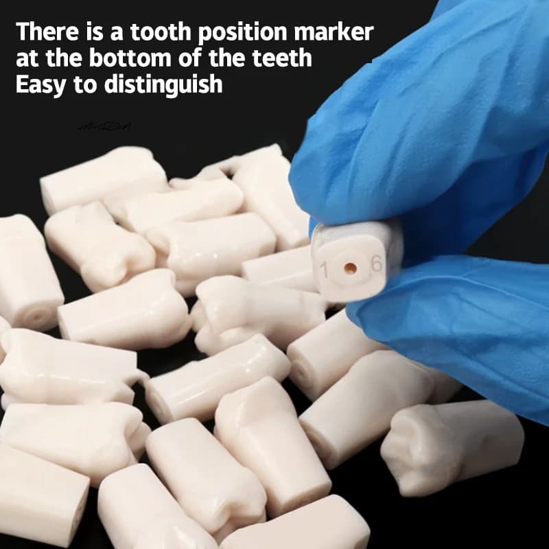 28/32 pz Dental Typodont Denti Resina Aiuto Per L'addestramento Rimovibile Individuale Avvitato Protesi Pratica Modello di Sostituzione per Dentale