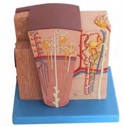 Modello microscopico anatomico del rene, simulatore renale microanatomico per la scienza medica, strumento didattico per studenti scolastici