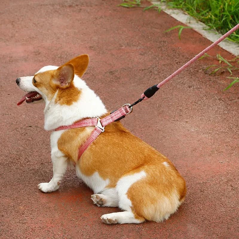 No-Pull Dog Harness and Leash Set, Foam Padded Pet Walking Lead, Dog Chain for Rottweilers & Border Collies