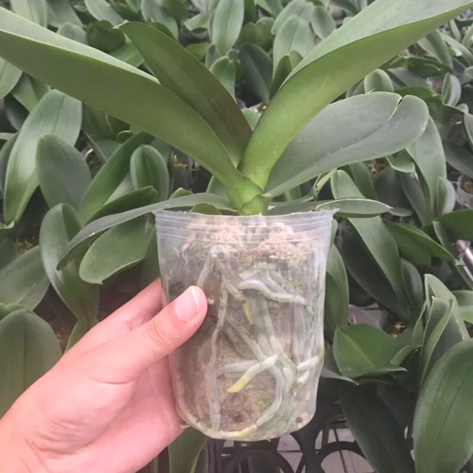 50 Pezzi di Vasetti Trasparenti in Plastica per Semina, Accessori da Giardino per Fiori e Verdure, Ambiente Umido e Caldo per Clonazione