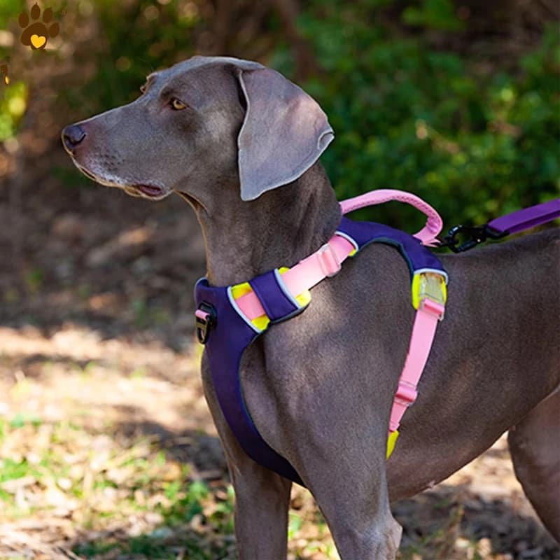 Pettorina per cani, Pettorina per animali stile sportivo, Guinzaglio riflettente per la sicurezza degli animali domestici, adatta per la maggior parte dei cani