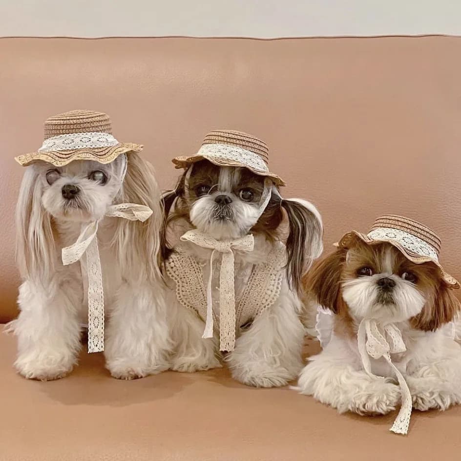 Cat Pet Dog Hat piccolo cane Teddy Bear protezione solare cappello stile pastorale decorazione foto copricapo cappello parasole carino accessori per cani