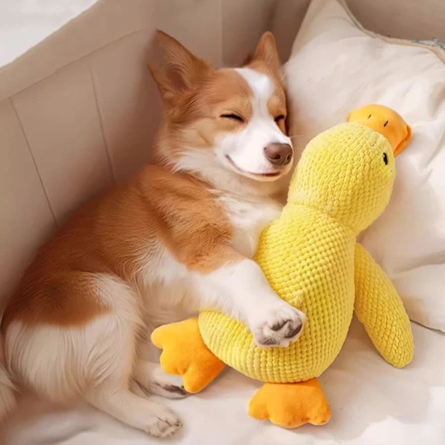 Giocattoli per cani Squeaky Duck - Massaggiagengive per cuccioli in peluche resistente alla masticazione con Chirp autofassorbente, per cani di piccola e grande (riempitivo durevole-Fre