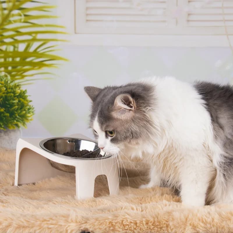 Ciotola per gatti, ciotola per animali domestici con protezione per il collo, ciotola per animali domestici per evitare ribaltamenti, ciotola per bere, ciotola per cani, ciotola per gatti in acciaio inossidabile