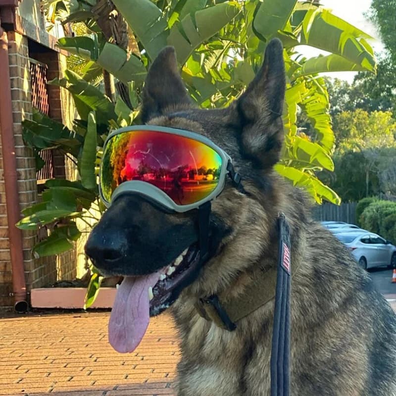 Dog Sunglasses Outdoor Sport Sunglasses For Dogs Adjustable Strap For Ski and Anti-Earth Sunglasses