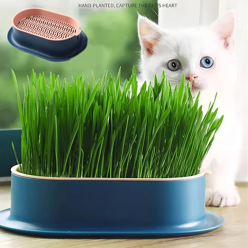 Pet Cat Sprout Dish Growing Pot Cat Grass germinazione digestione Starter Dish serra Grow Box pianta idroponica