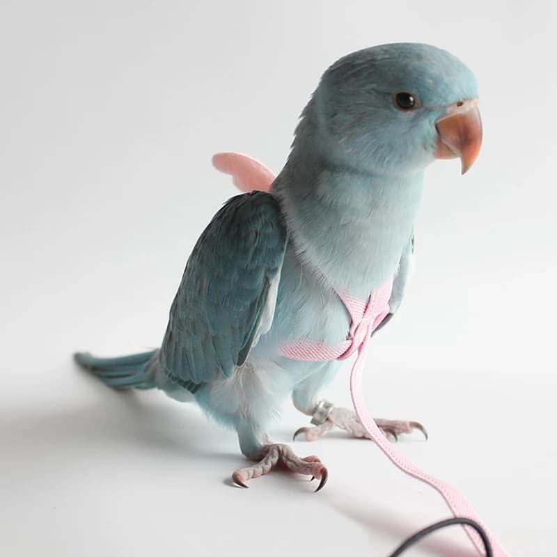 Pappagallo Sling Flying Flyer Garbage Ara Accessories Roba For Budgie Pet Bird Outdoor Flight Training Corda Cockatiel Supplies NEW