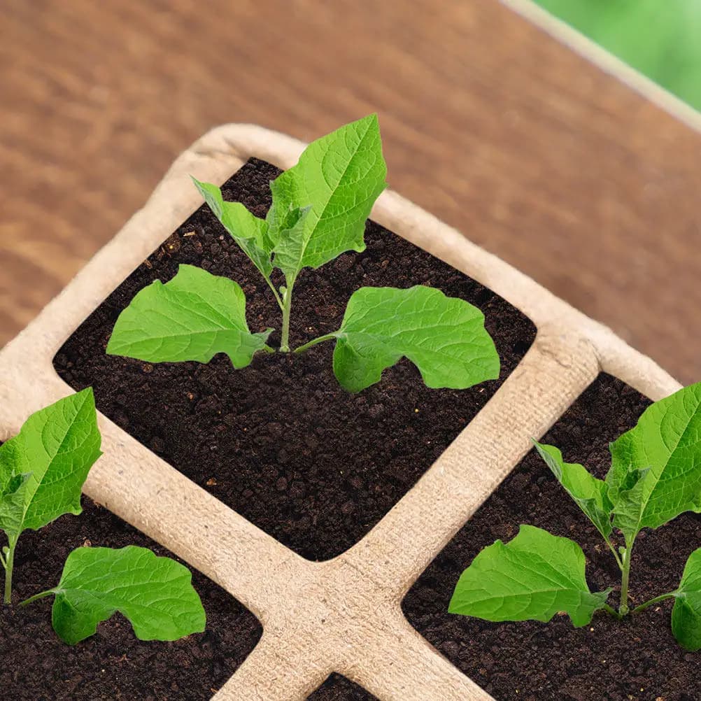 Set di 12 Contenitori Biodegradabili per Semina e Coltivazione, Ideali per Fiori, Verdure, Idroponica e Trapianto