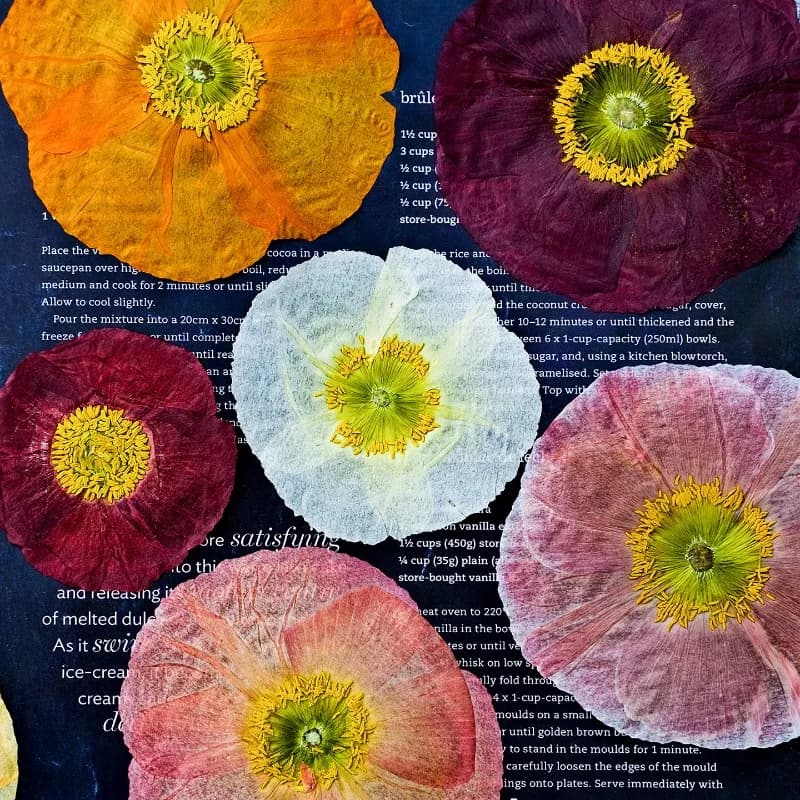 1 pz, Fiori di Papavero Naturali Pressati Essiccati per DIY, Stampi in Resina, Scrapbook, Cornici per Foto, Segnalibri Fatti a Mano, Accessori per Arte e Artigianato