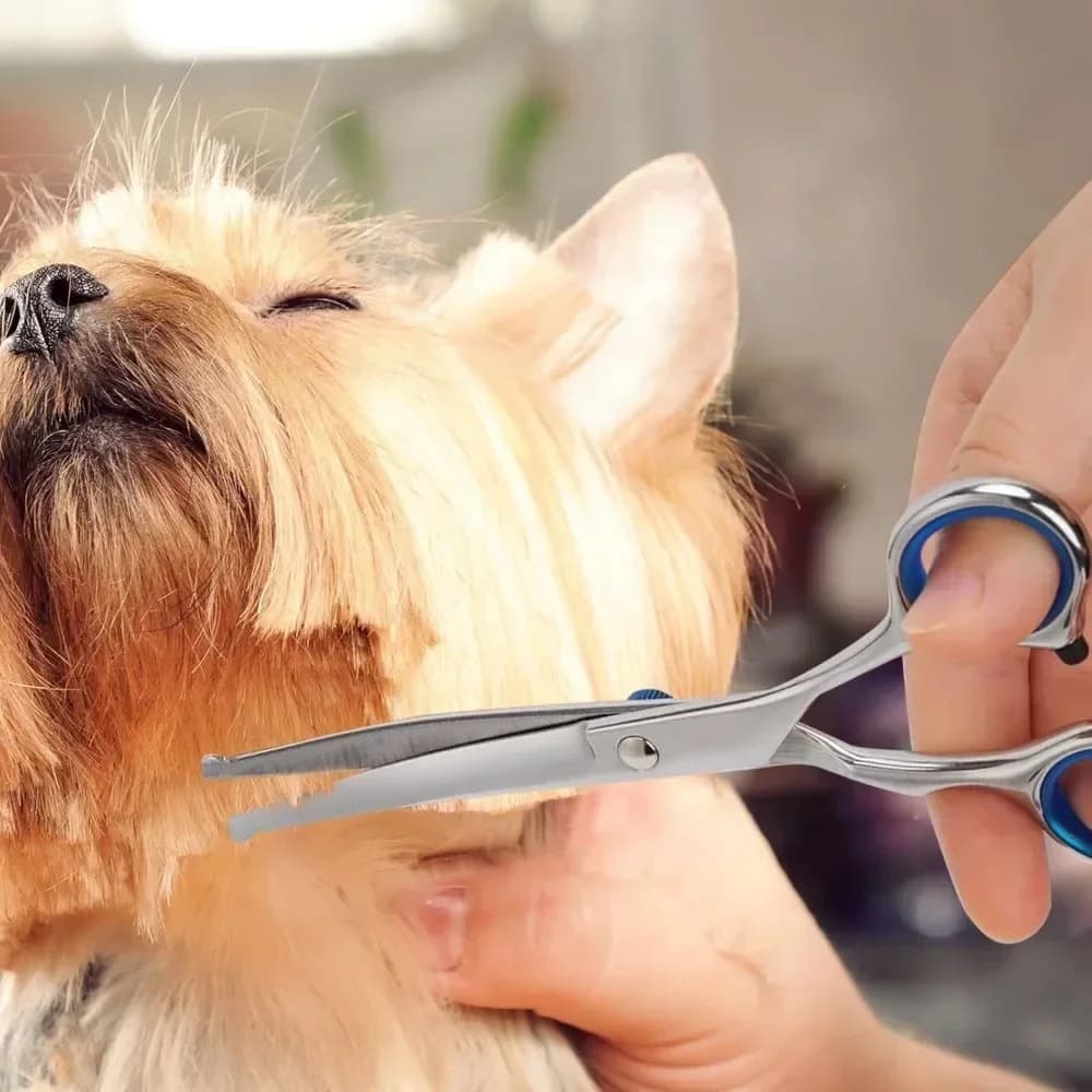 Forbici Professionali per Toelettatura Animali 2026 con Punta Arrotondata in Acciaio Inossidabile, Cesoie per Pelo di Cane Sicure, Precise e Senza Sforzo