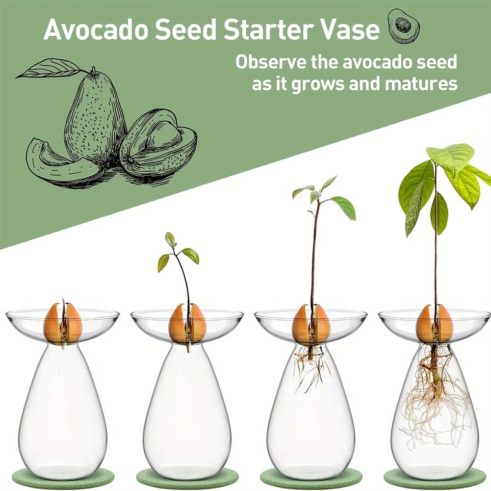 Vaso per la Propagazione di Semi di Avocado, Stazione di Propagazione Trasparente in Vetro, Vaso per Fiori di Avocado per Amanti del Giardinaggio