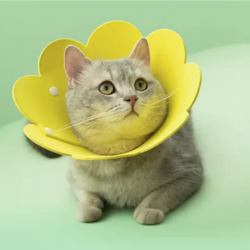 Collare Elisabettiano Regolabile a Forma di Fiore per Gatti, Cani, Cuccioli e Gattini, Protezione Anti-Morso e Ausilio per la Guarigione