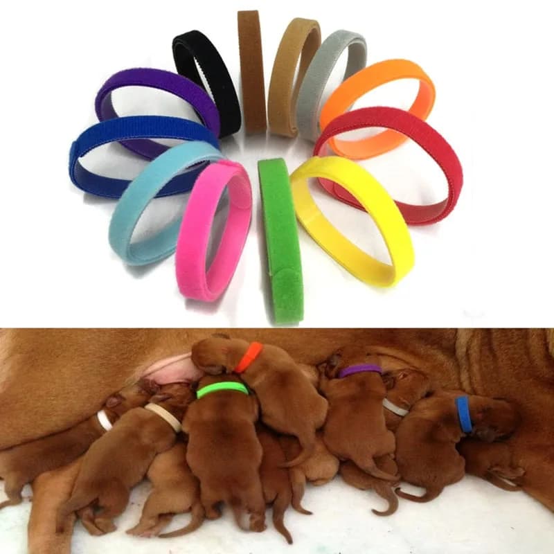 12 pz/set Collari Per Cuccioli In Nylon Regolabile Collare di Colore Per Animali Domestici Piccoli Collari Per Cani Gatti Collana Indicatore di Corda Forniture Per Animali Domestici