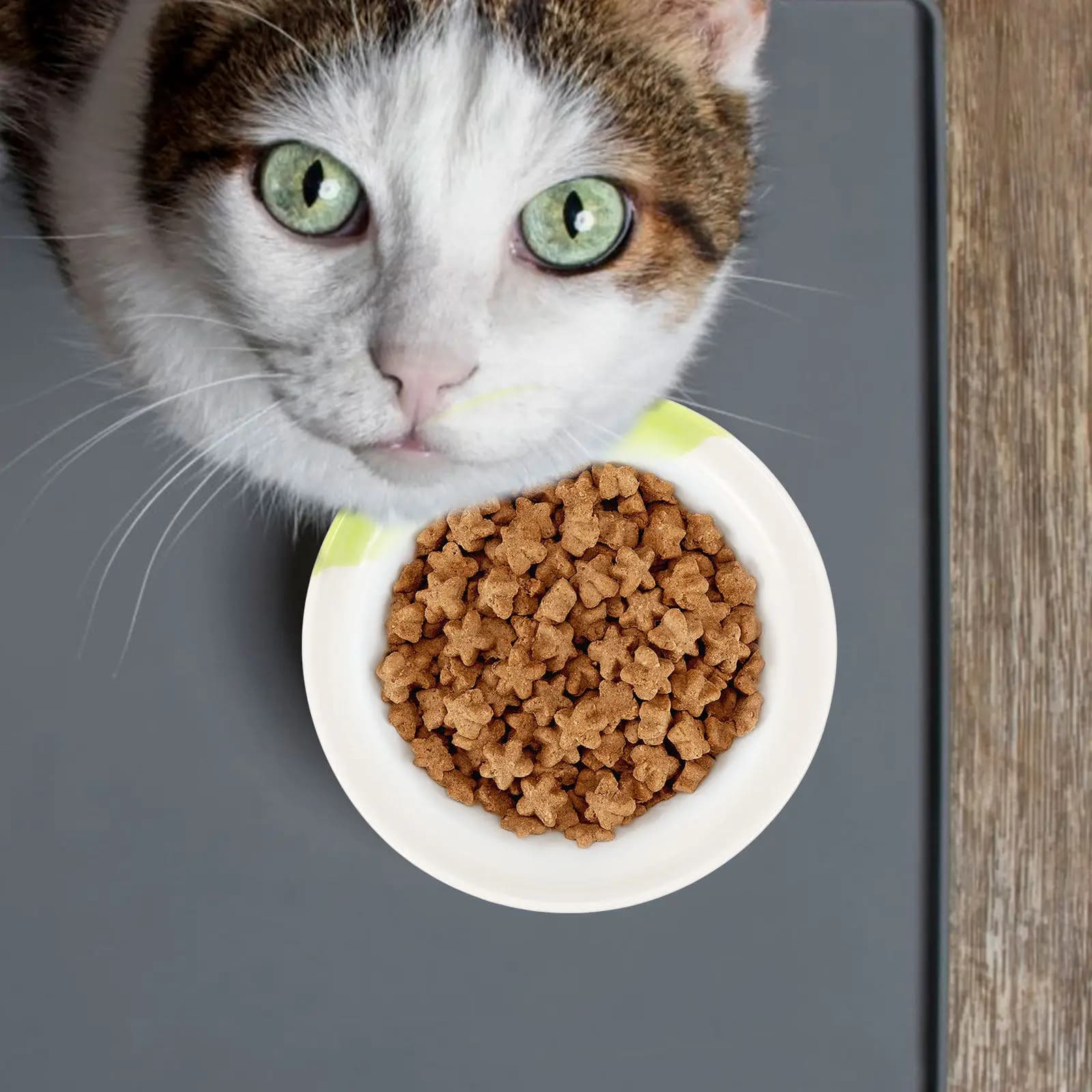 Ciotola Piana per Alimentazione, Piatto per Mangiare per Animali Domestici da Interno