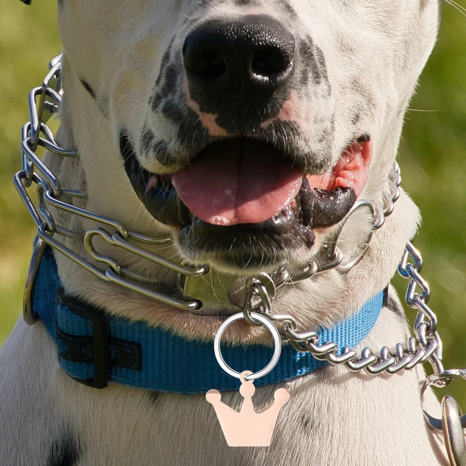 6 Pezzi Targhette Identificative in Metallo per Animali Domestici, Ciondolo Vuoto per Collare di Cane a Forma di Corona, Resistente, Base per Identificazione Nome Cane, Targhette Fai-da-te in Metallo a Corona per Animali Domestici