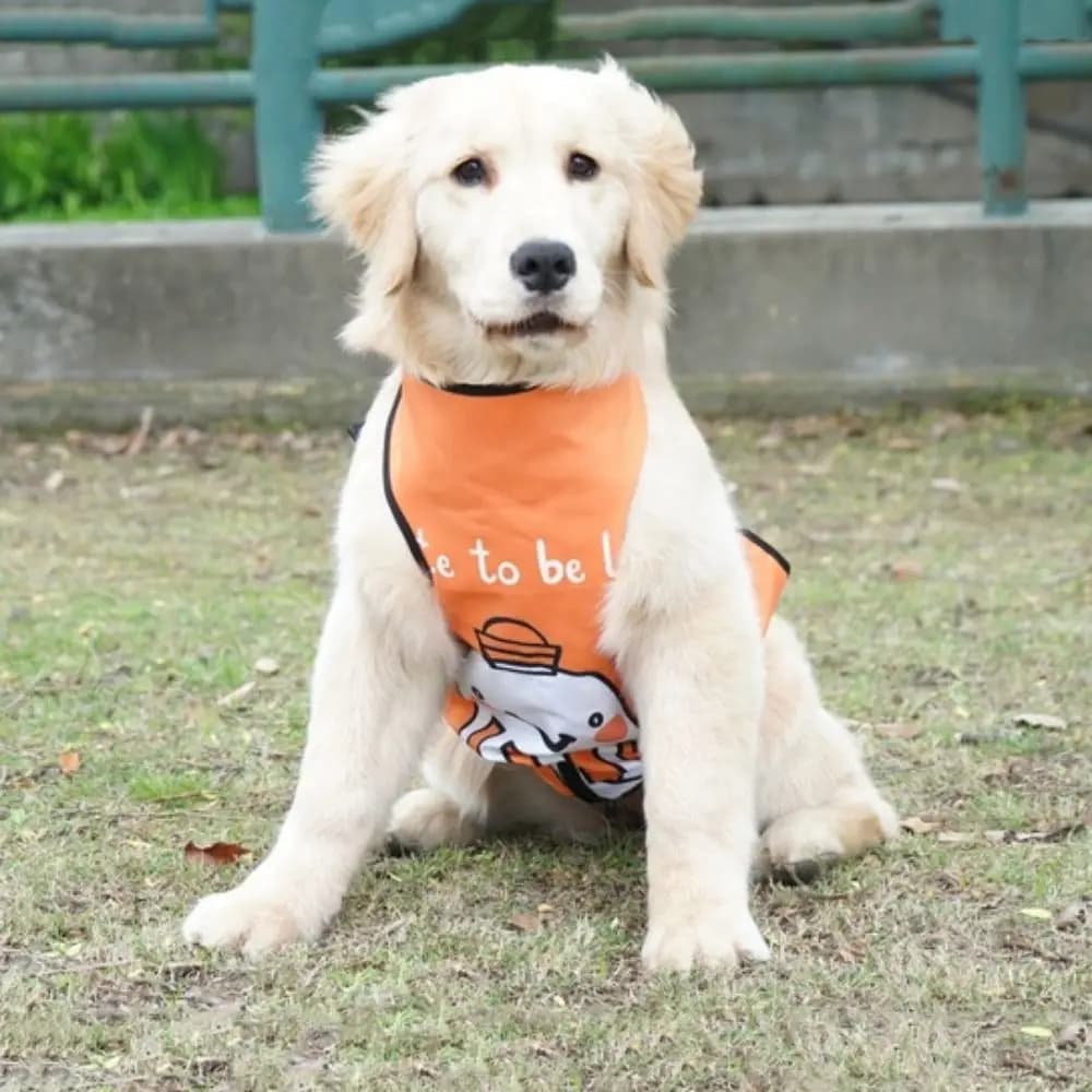 Gilet Pettorina per Cani Anti-Sporco, Protezione Addominale Traspirante e Impermeabile, Morbido Bavaglino per Addestramento