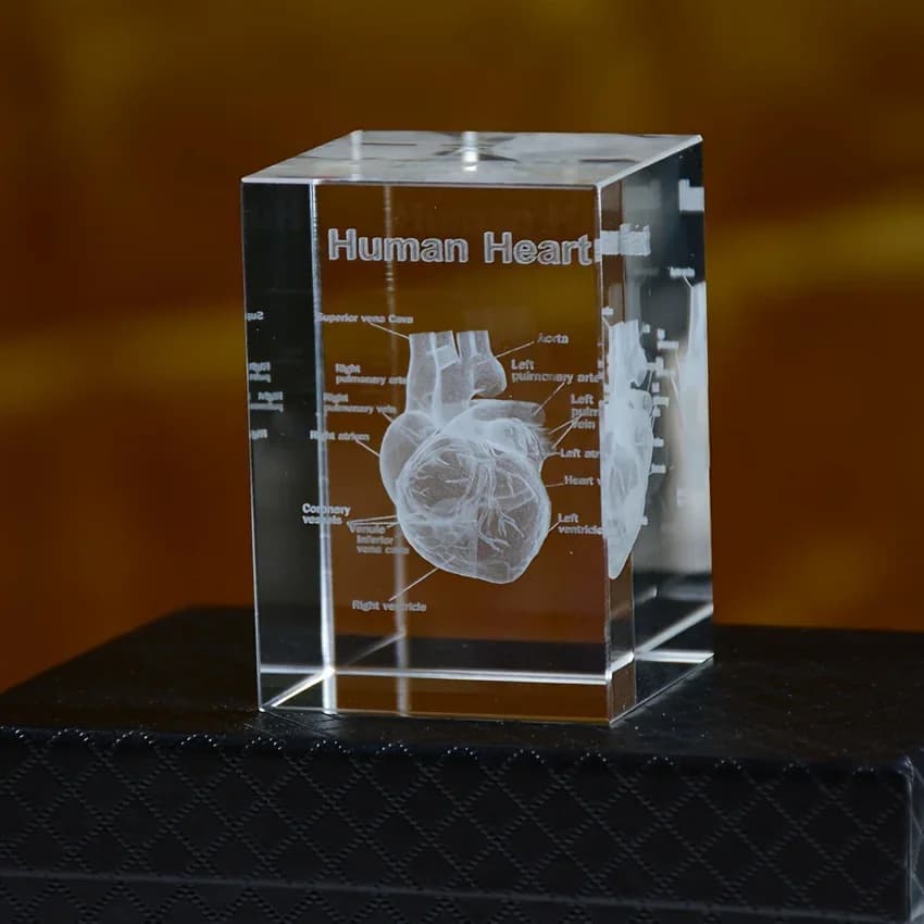3D Crystal Human Heart Anatomy Model Laser Engraved Medical Teaching Tool Scientific Gift for Doctors Crystal Heart Model