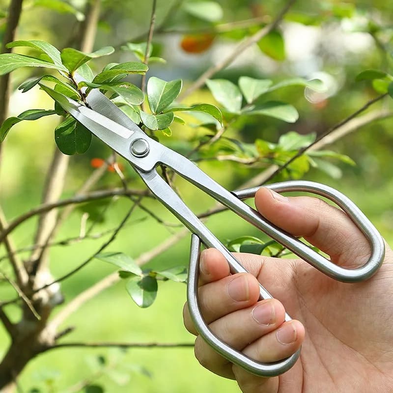 Stainless Steel Premium Power Scissors with Long Handle for Bonsai, Rami and Gardening