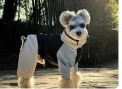 Abbigliamento per cani autunno e inverno, nuova giacca calda invernale per cani di piccola taglia come Teddy, Bichon, Schnauzer.