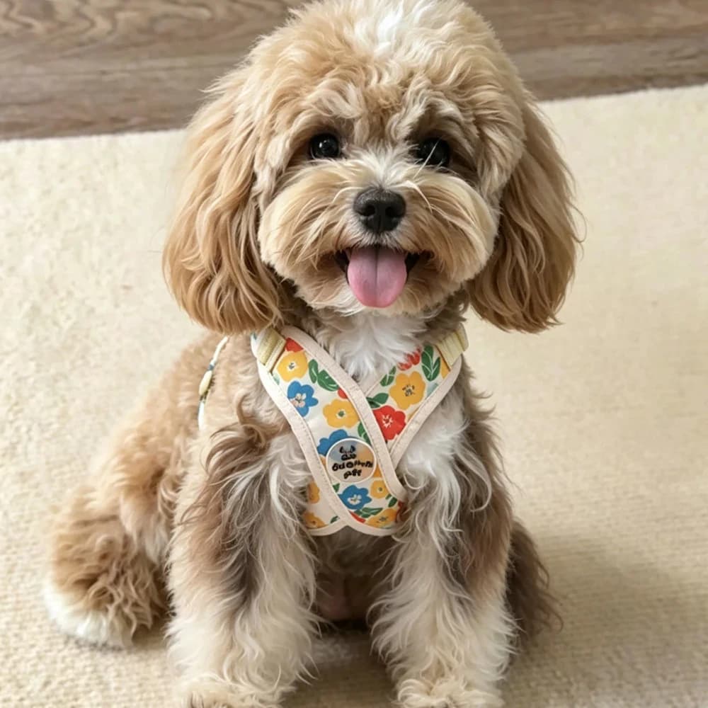 X-Shaped Harness with Leash Set Comfort Choke-Free Adjustable for Small/Medium Dogs Outdoor Walking
