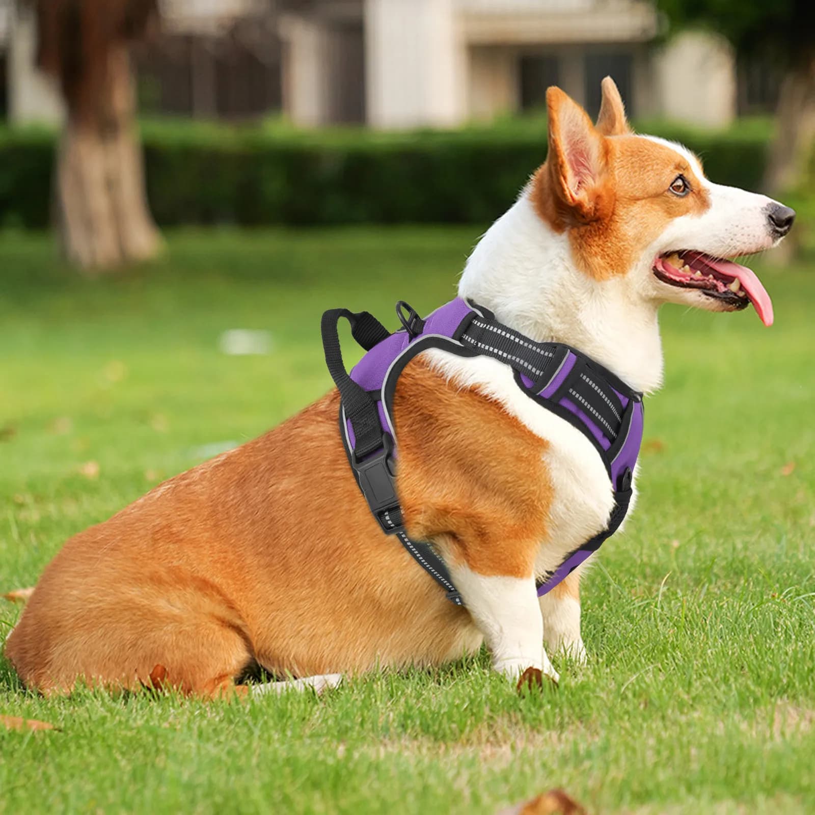 Pettorina per cani regolabile e morbida, senza tiranti, con strisce riflettenti e maniglia di controllo, viola
