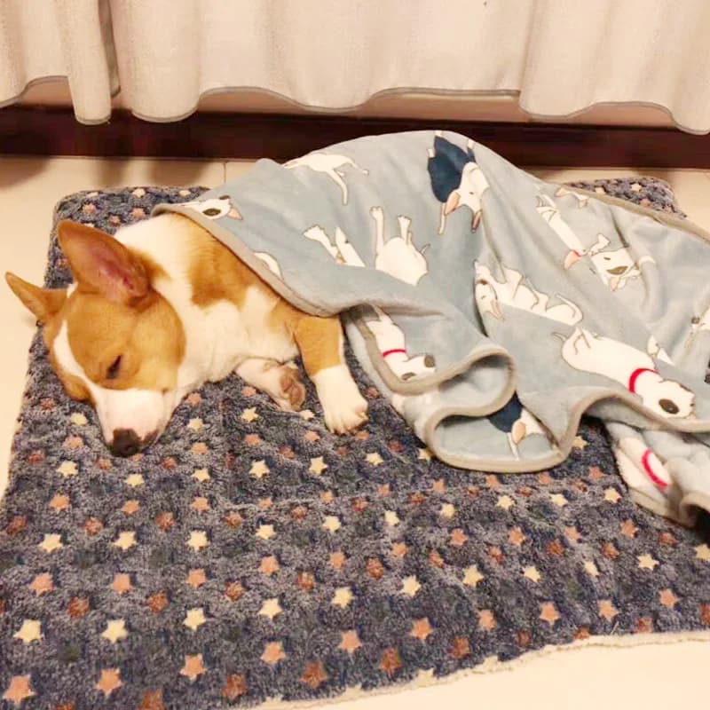 Tappetino per Cani in Flanella Ispessito, Morbido Tappeto per Dormire per Cani e Gatti, Coperta Calda Invernale per Animali Domestici