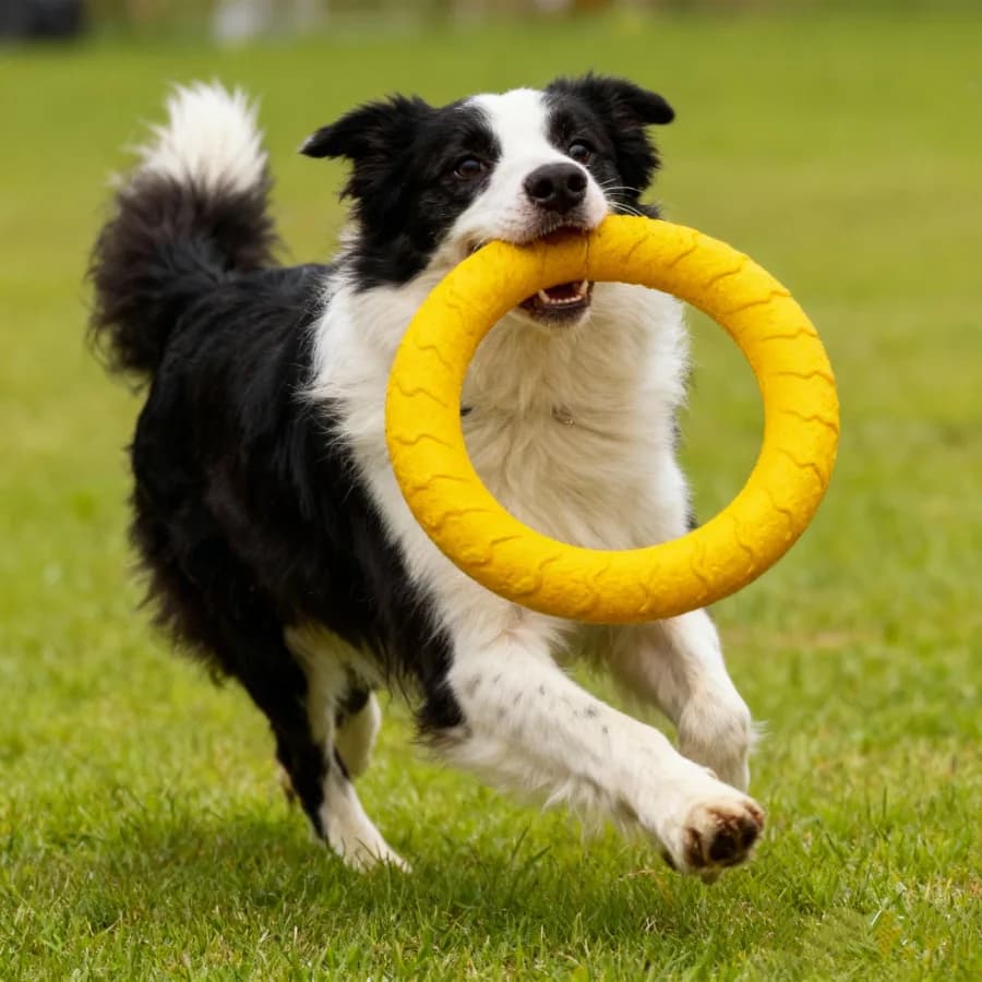 2026 new Durable Eva Dog Toys 4 Pack – Chew-proof Flying Disc, Ball & Tug Rope, Teeth Cleaning Play Set For Puppy & Adult Dogs