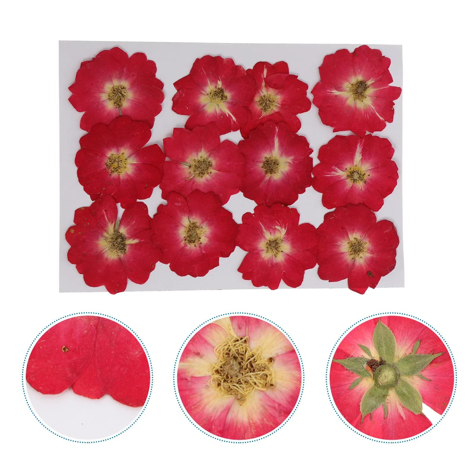 12 Pezzi di Fiori di Rosa Essiccati Naturali Pressati, Kit per Creazioni Fai-da-Te, Gioielli in Resina, Nail Art, Decorazioni per Matrimoni e San Valentino