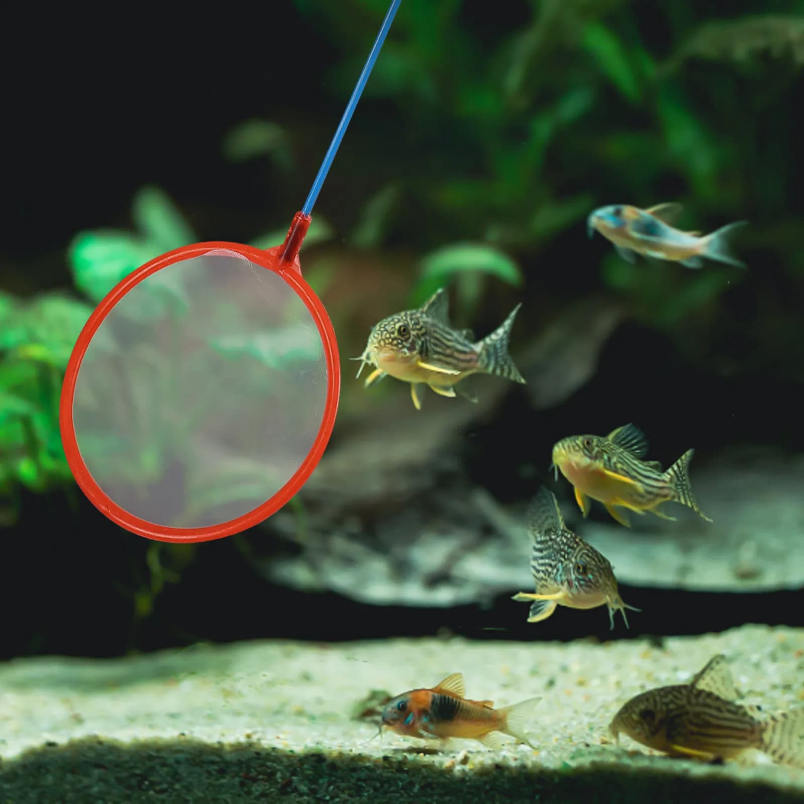 10 Reti da Pesca Piccole a Maglia Forte, Rete a Mano Facile da Trasportare, Portatile per Acquario, Vasca dei Pesci, Strumento per Catturare Gamberetti