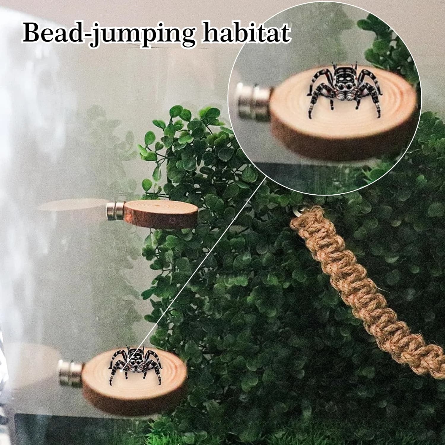 Set Piattaforma e Scala in Corda per Ragni Saltatori, Trespolo in Legno da 5 cm con Ventose, Decorazione per Terrario di Rettili e Animali Arboricoli