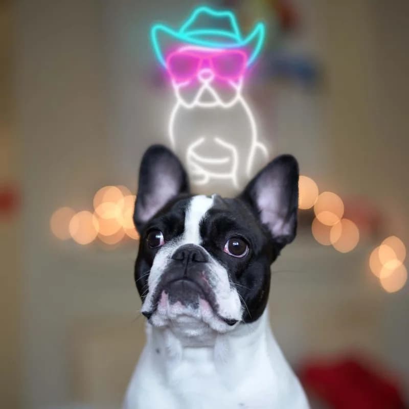 24 white Cowboy Bulldog francese Neon Sign per Wall Frenchie indossando occhiali LED Bulldog accessori Decor Frenchie Bulldog 5V USB