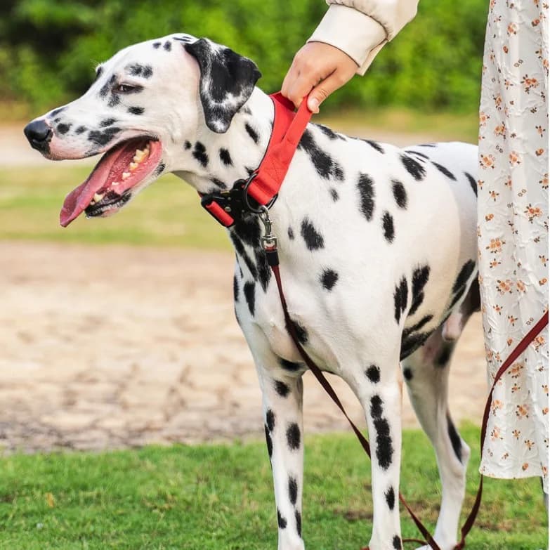 New Nylon Tactical Dog Collar Adjustable Outdoor Walking Training Pet Neck Collar for Medium Large Breed Dogs training collar