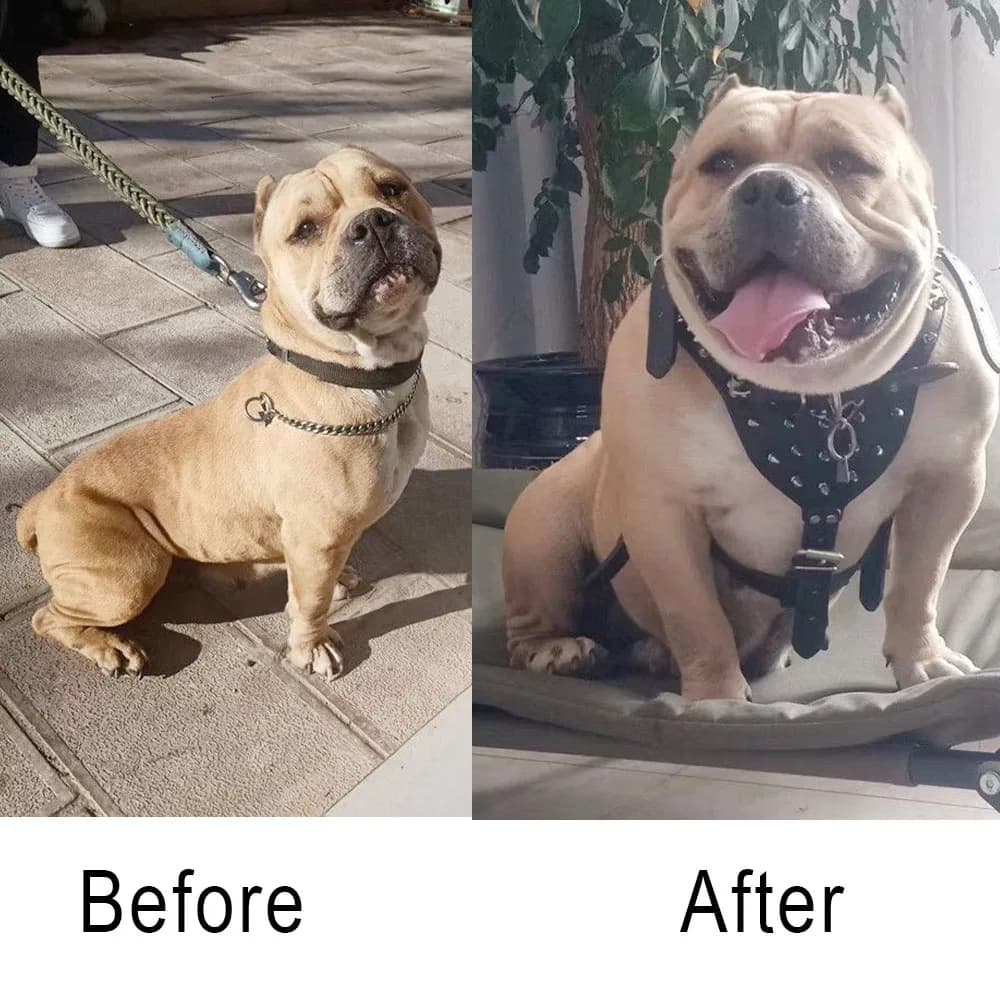 Bulldog Muscle Builder Whey Protein Powder 1kg Bully-pitbull Increase Endurance Pet Nutrition For Puppies Adults Dog