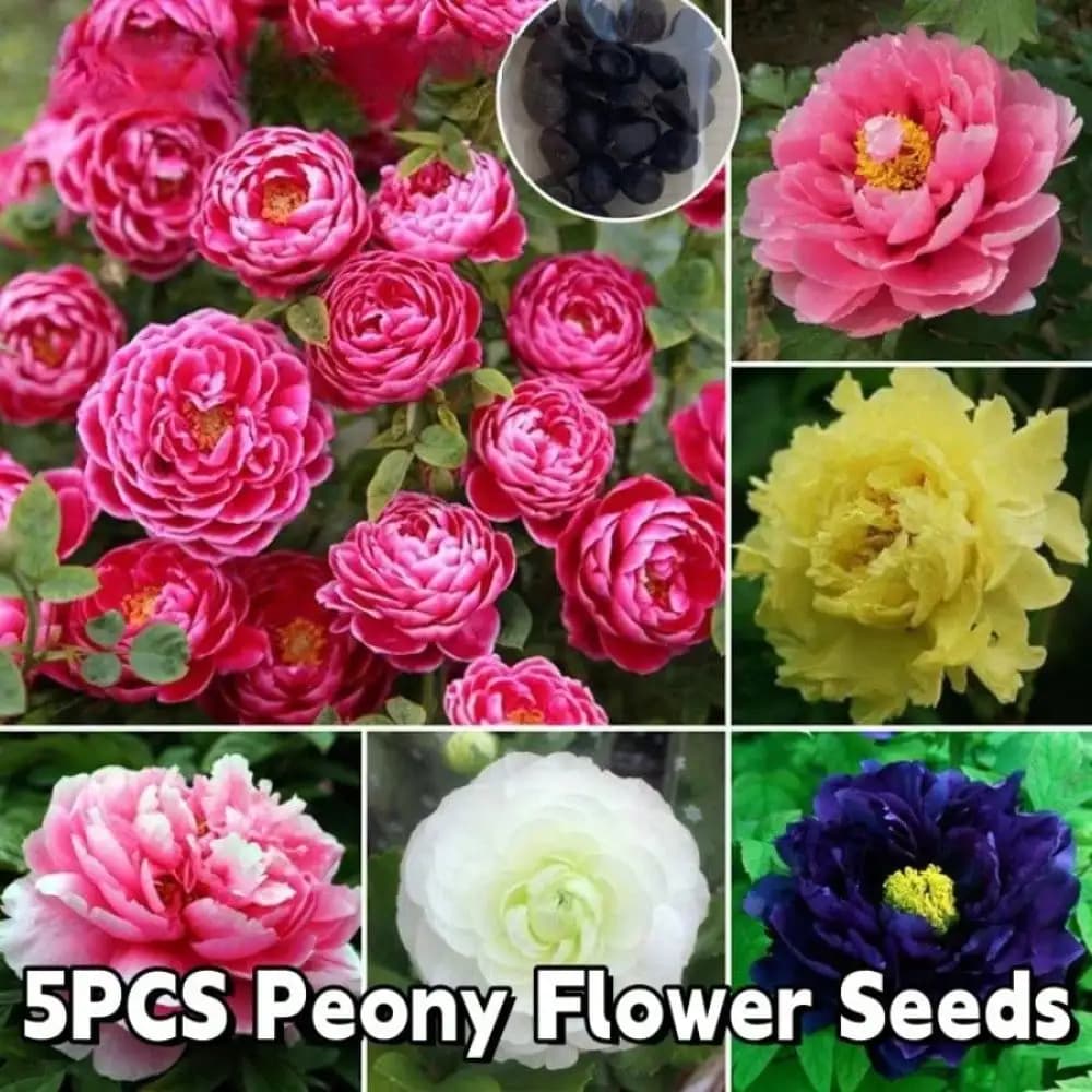 Semi di Peonia Multicolore per la Piantumazione |