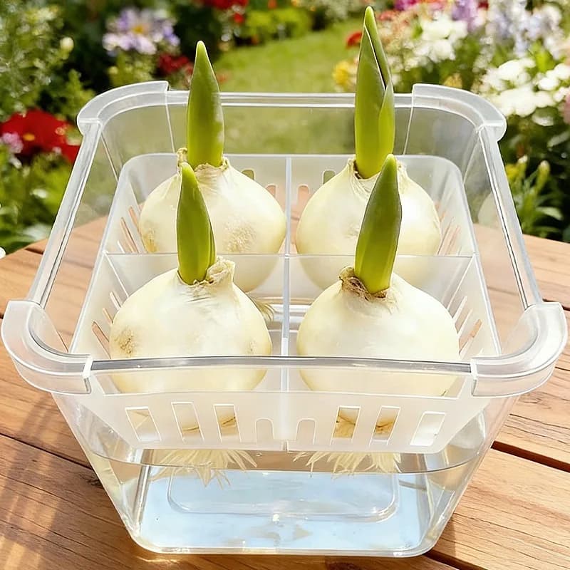 Kit for growing tulips 4/1 pieces, hydroponic containers for tulip seeds with breathable support basket 4 holes, flower pot, home decoration.