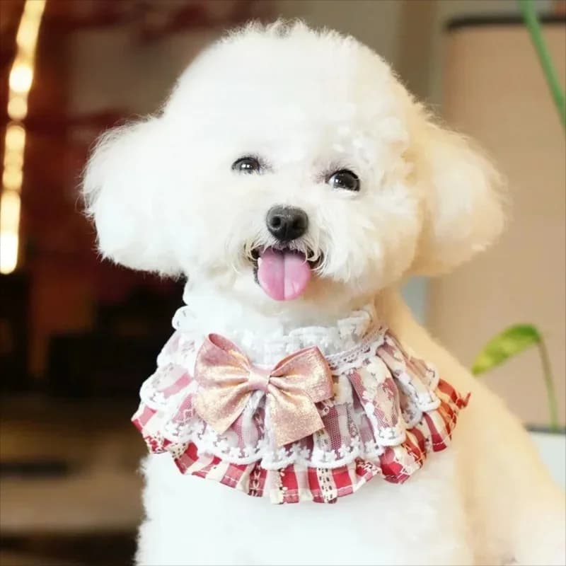 Pet Dog For Cat Bavaglino Bandana Sciarpa Bichon Piccola razza Accessorio carino per fazzoletto triangolare Finiture in pizzo