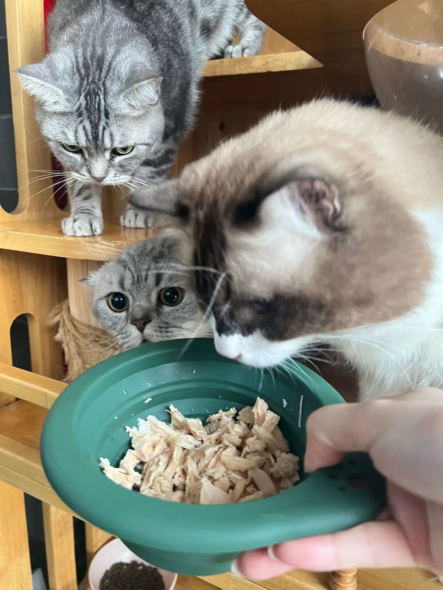 Ciotola portatile in silicone per animali domestici Piatto rotondo pieghevole per acqua per alimenti per cani Gatti Viaggi all'aperto Mangiatoie per cani Forniture Accessori