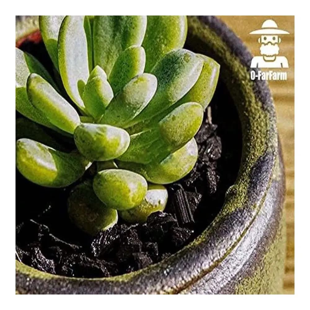 Carbone horticolo QT per piante in vaso, carbone di legno duro per il miglioramento del terreno per orchidee, terrari e giardinaggio