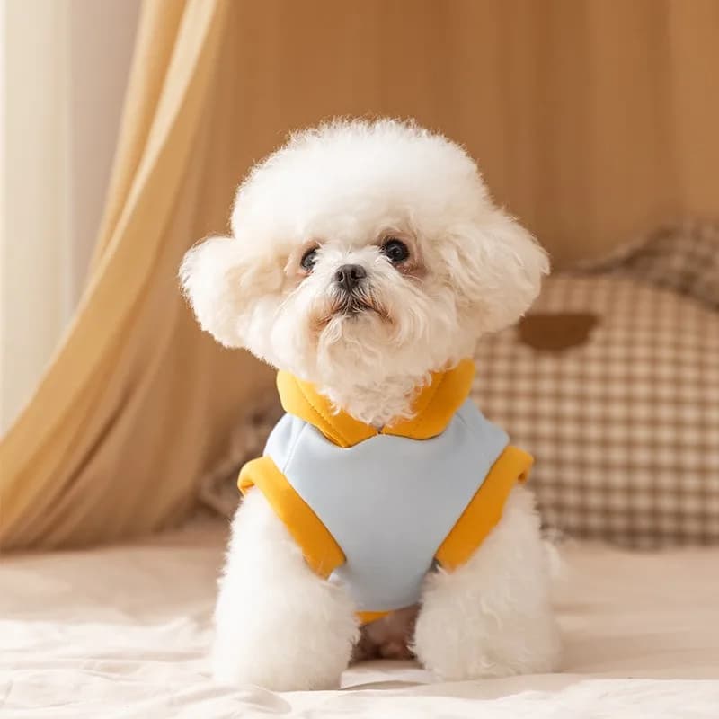 Felpa invernale per cuccioli Felpa con cappuccio calda maltese con guinzaglio Teddy Abiti a due zampe Bichon Pullover con stampa di cartoni animati
