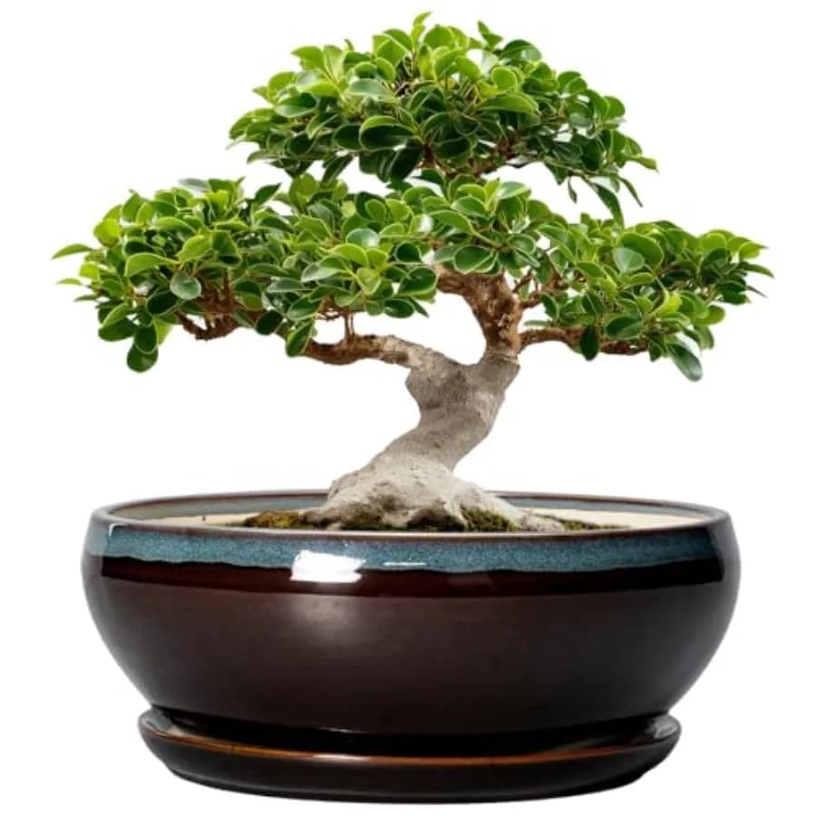Vaso per Bonsai 12 Pollici - Vasi in Ceramica per Piante Grasse Grandi Rotondi e Bassi per Interni con Foro di Drenaggio e Sottovaso