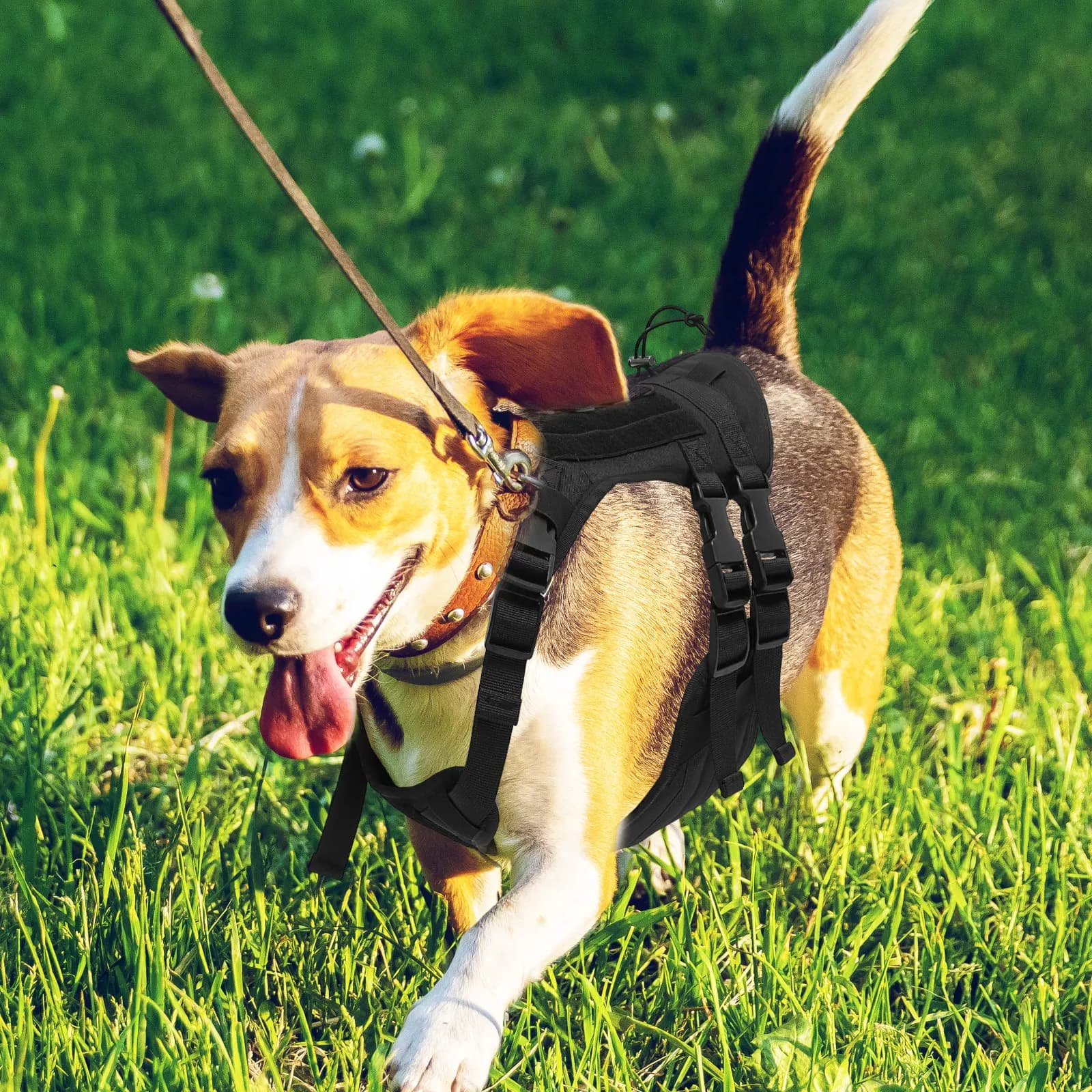 Pettorina per Cani in Tessuto Oxford Resistente all'Usura, Facile da Indossare e Togliere, Accessorio per Addestramento, Passeggiate e Corsa