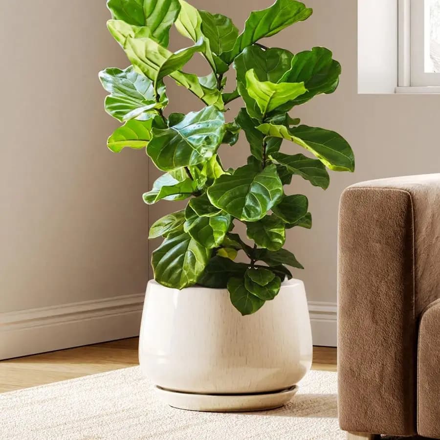 12 inch vases for plants, ceramic vase with drainage hole and underwater, thick wall ceramic, pots for indoor plants