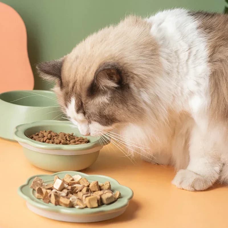 Ciotola in ceramica per gatti 3 in 1 Cibo per animali domestici multifunzionale Piatti per snack d'acqua Ciotole Set combinato di piatti per pasti e ciotole d'acqua per cani di piccola taglia
