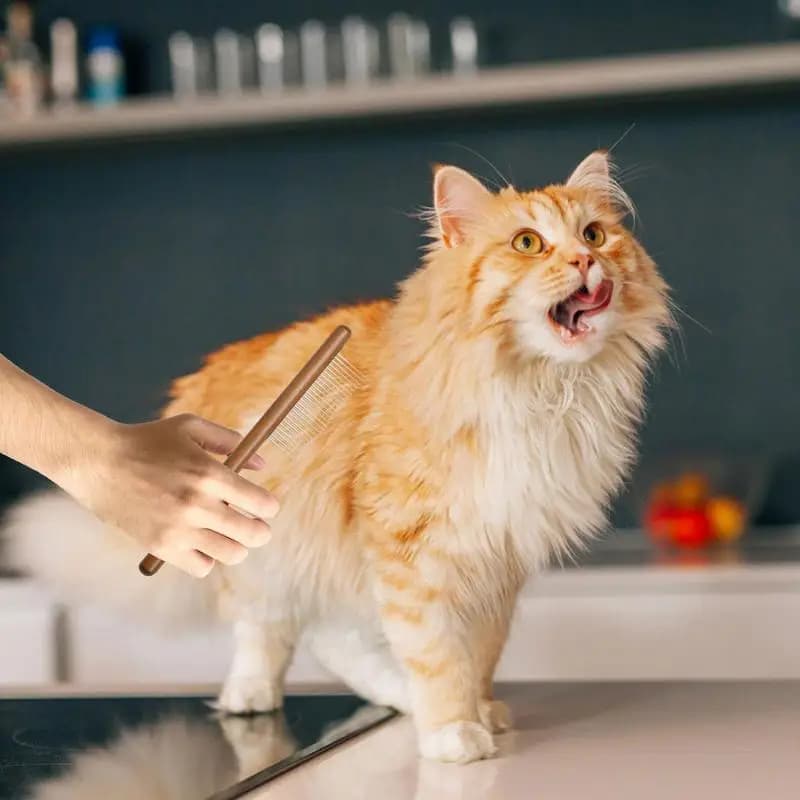 Pettine per toelettatura per dispositivo per la rimozione dei peli del cucciolo di gatto Strumento per toelettatura per animali domestici leggero e portatile compatto per cuccioli di gattini