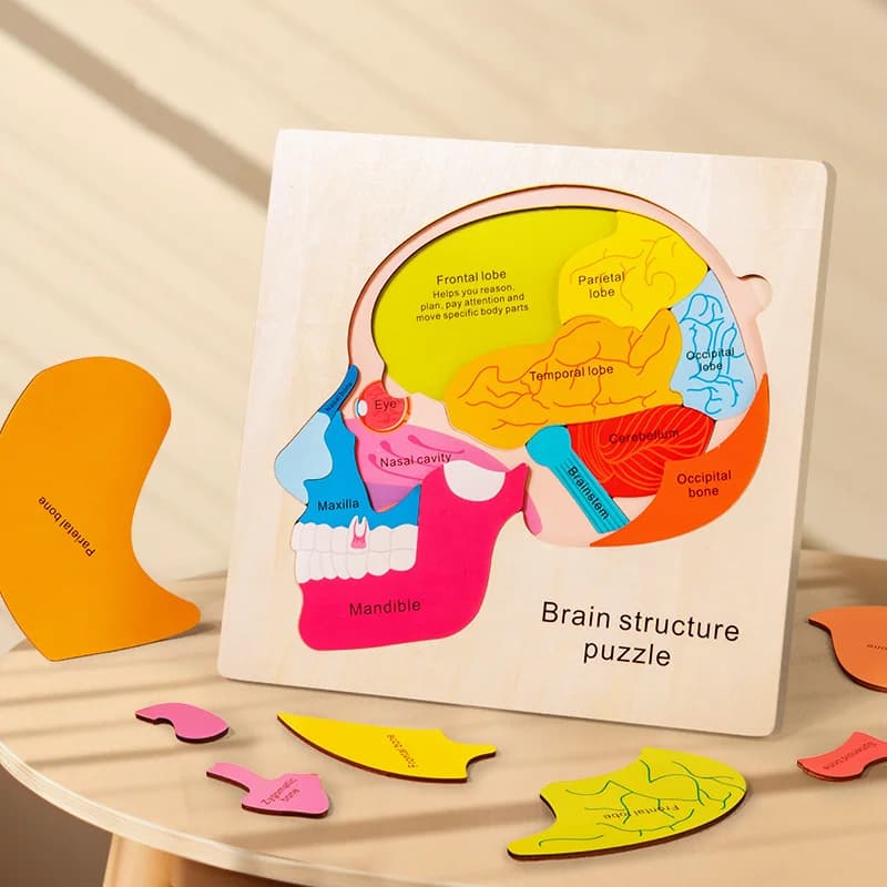 Puzzle con struttura cerebrale a 3 strati per bambini Giocattoli educativi per l'apprendimento Legno Materiali biologici Montessori Gioco di coordinazione occhio-mano