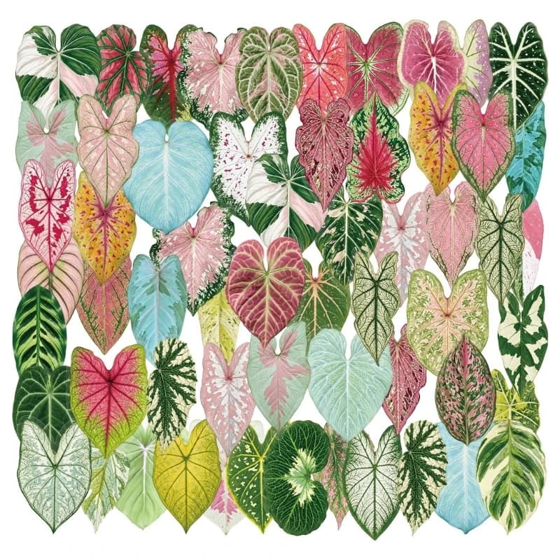 Clear PET Plant Label Set, 50 Piece Decorative Scrapbooking Label for Journal Notebook Planner Gift Wrapping K1KF