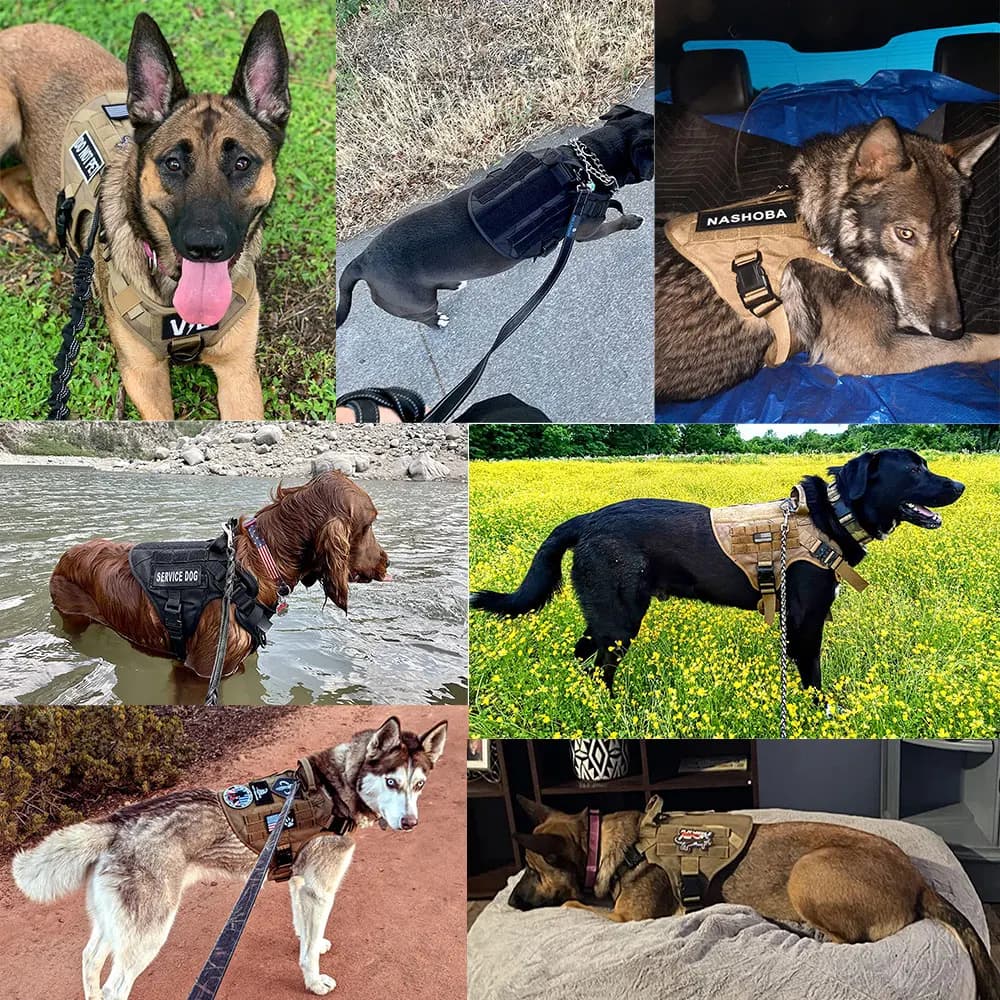 Imbracatura Tattica per Addestramento Cani, Gilet Resistente per Cani di Taglia Media e Grande